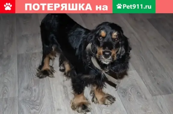 Найдена собака в Прокопьевске, ищем хозяина!