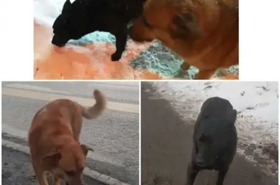 Найдены собаки в Люблино-Кузьминках, Москва