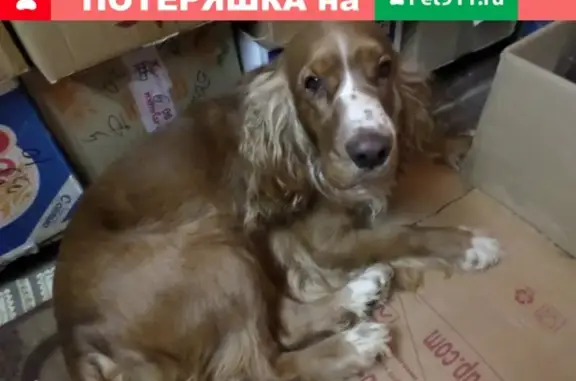 Найдена собака в Воскресенске, Московская обл.