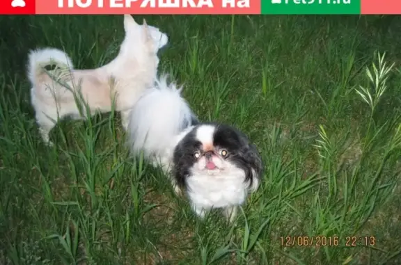 Пропала собака Марик на ул. Глинки-Светлая-Менделеева-Коммунальная, Омск