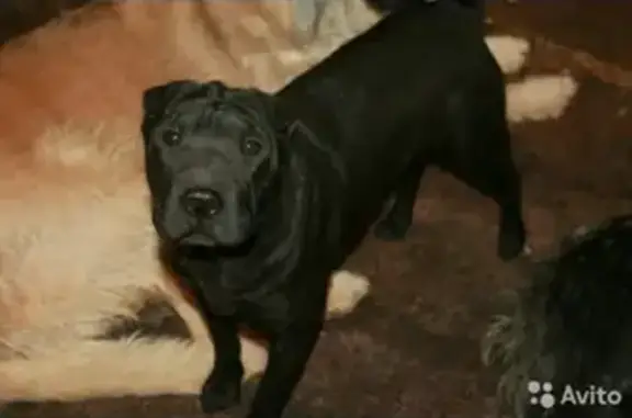 Пропала собака Марфа в Грязах, Липецкая область