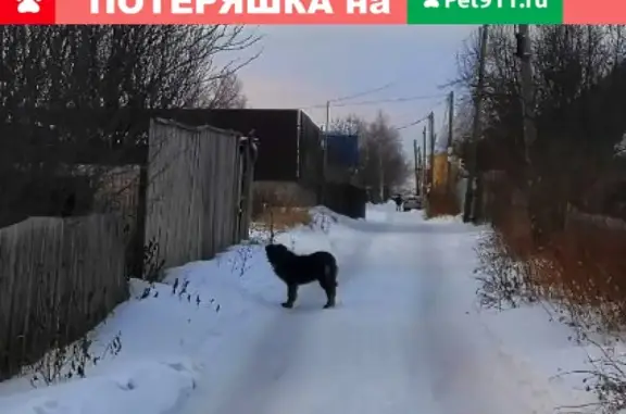 Найдена собака в СНТ Надежда, Красноярск