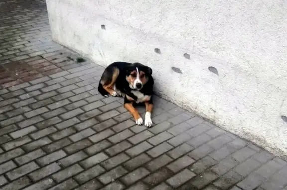 Собака найдена на Южной 5 в Новороссийске
