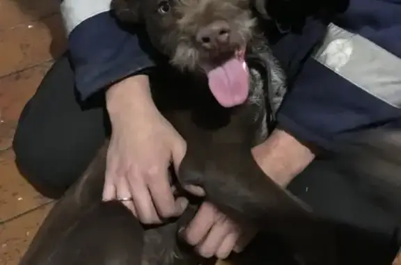 Пропала собака в Рузаевке, Республика Мордовия