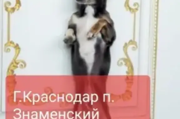 Пропала собака в Знаменском, Краснодар