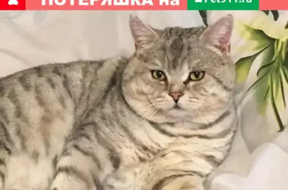 Пропал кот Вася в районе тц Миллениум, требуется лечение!