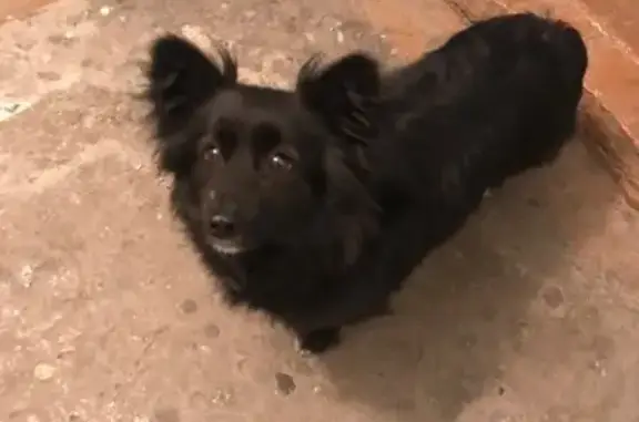 Найдена собака на Комсомольском 63