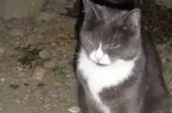 Найдена кошка на Байконурской ул.