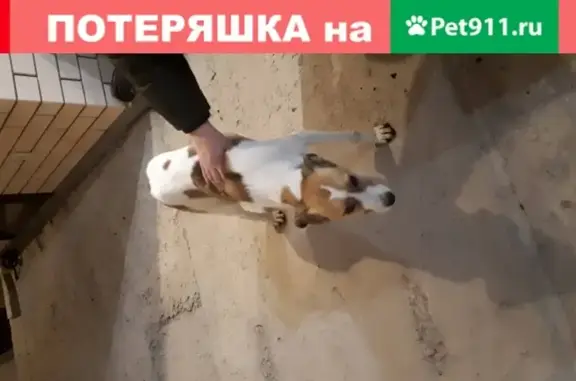 Найдена потерявшаяся собака на ш. Ростов-Волгодонск