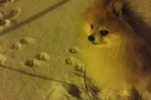 Пропала собака Вишня в Новомосковске