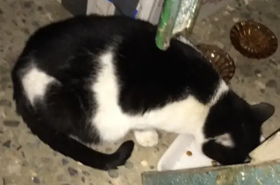 Найдена кошка в Твери, ул.Фрунзе, д.33, ищет новый дом