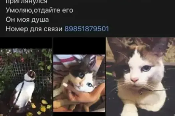 Пропала кошка в Краснодарском крае