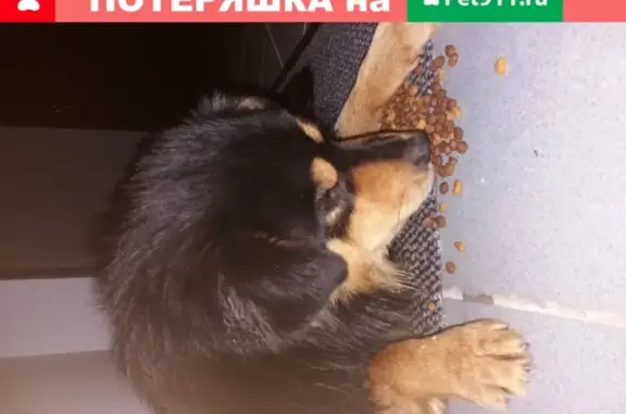 Найдена собака на ул. Красносельская, дом 82, Калининград