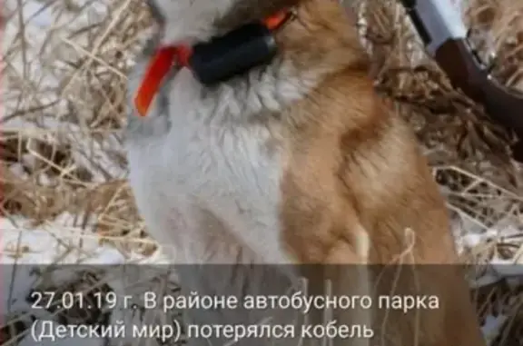 Собаки потеряшки, Петропавловск-Камчатский (Камчатская обл.), фото: Потеряшка собака в районе АТП, Петропавловск-Камчатский