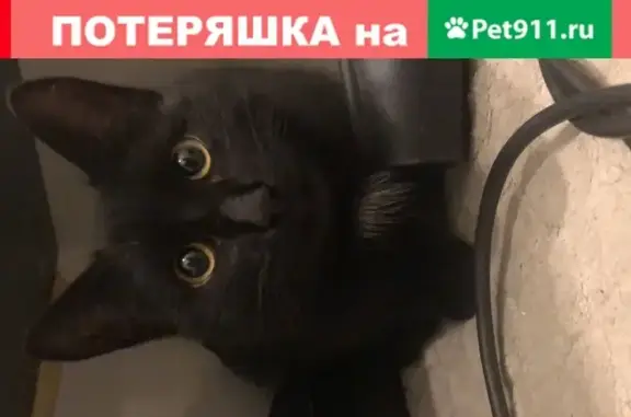 Найден контактный котенок на Карамышевской наб.