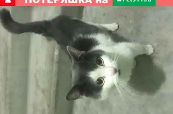 Найдена кошка, село Некрасовка, фото: Найден бело-черный кот в Некрасовке, Москва