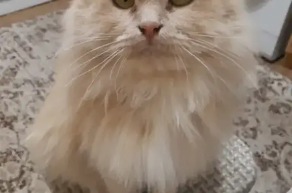 Кошки потеряшки, Тамбов, фото: Потеряшка кошка Ася на ул. Подбельского, Динамо