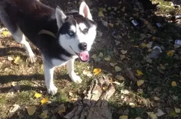 Пропала собака Хан в Краснооктябрьском, Адыгея