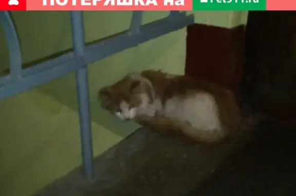 Найдена кошка на Новоизмайловском проспекте