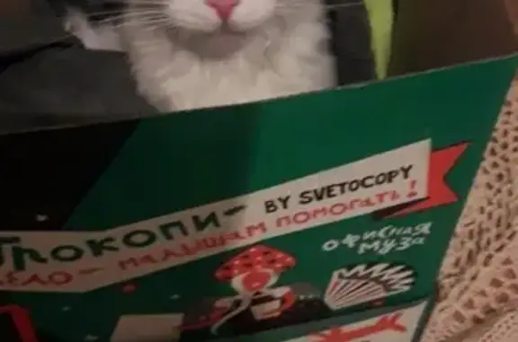 Найдена кошка на Комсомольском 53