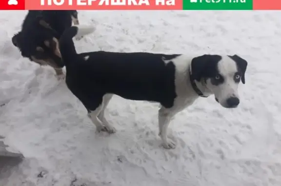 Собака найдена в Максимково, Королёв.
