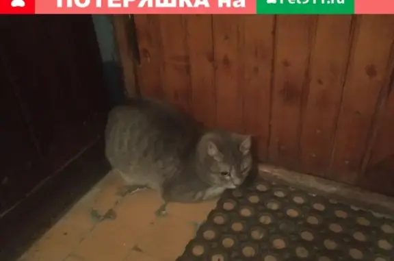 Найдена кошка в Колпино, СПб