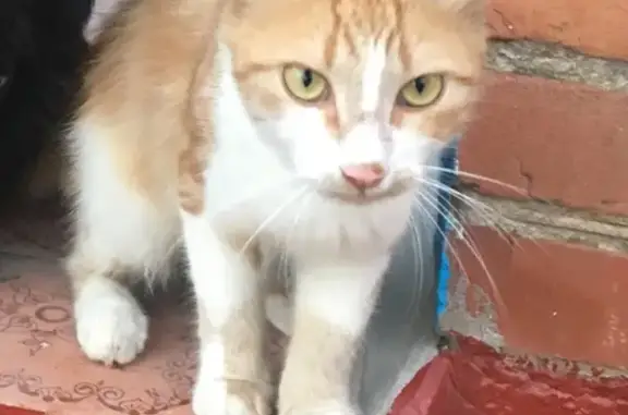 Кошки потеряшки, Старотитаровская, фото: Потеряшка рыжий кот в Темрюкском районе