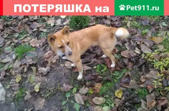 Пропала собака Норка в Унече, Брянская область