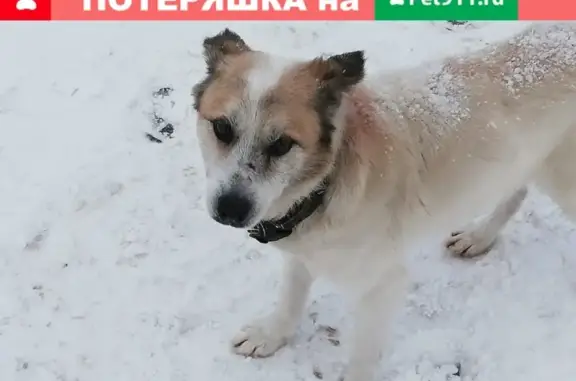 Найдена собака возле ТЦ Три кита в Одинцовском районе