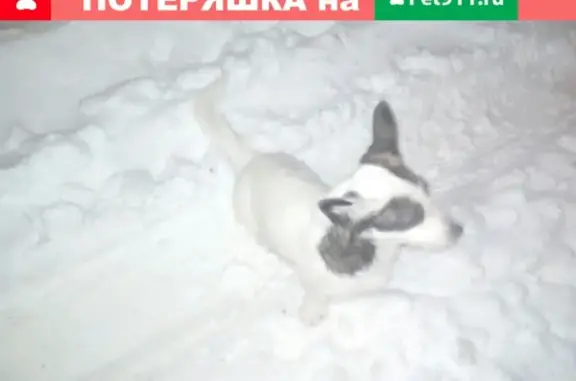 Найдена собака в районе Гормолзавод, Воронеж