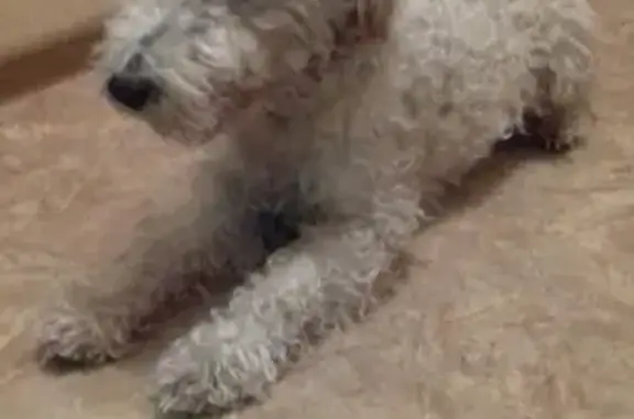 Собака Потеряшка найдена в запруде на Лядовской 127а в Перми