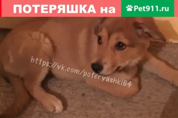 Найден щенок на ул. Гришаева в Саратове