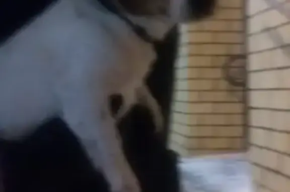 Найден щенок-джек рассел терьер в Электростали