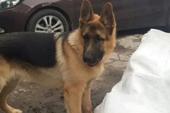 Пропала собака на ул. Кричевской, Самара