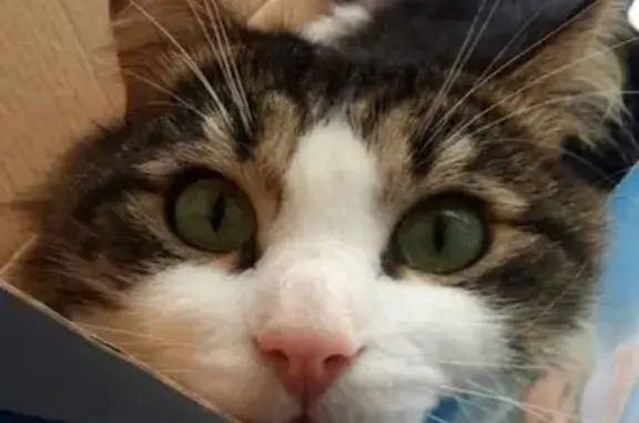 Кошки потеряшки, Кандалакша, фото: Потеряшка кот на Первомайской 36, помогите найти!