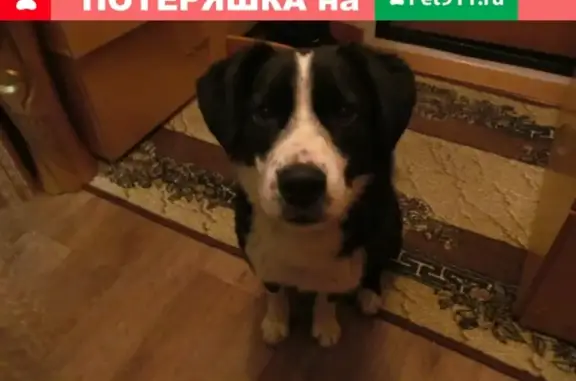 Найдена собака в Тюмени, адрес: д.9 Казачьи Луга, https://vk.com/id329094085