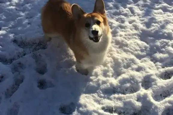 Собаки потеряшки, Новосаратовка, фото: Потеряшка собака породы корги в Новосаратовке, ЛО.