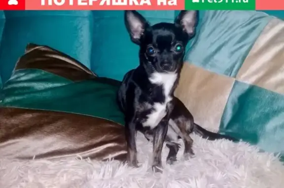 Пропала собака Мэри в Вязьме, Смоленская область