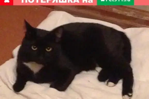 Кошки потеряшки, Саров, фото: Потеряшка кот Антоша на Пионерской 14