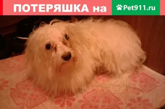Собака найдена на Городецкой, 26!