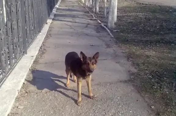 Пропала собака Лайма в Астрахани
