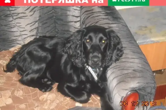 Пропала собака Фифа в Междуреченске