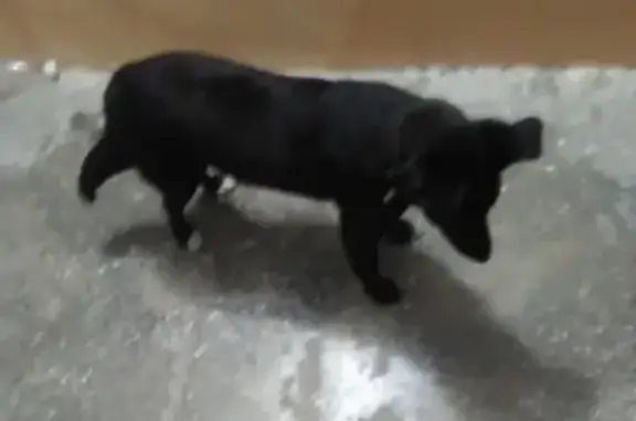 Найдена собака в Новороссийске, 14 микрорайон.