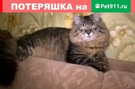 Кошки потеряшки, Упорово, фото: Потеряшка кошка на Лесной улице, Упорово.