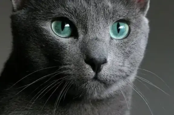 Найдена кошка в СПб, Красносельском районе - срочно ищем хозяина!