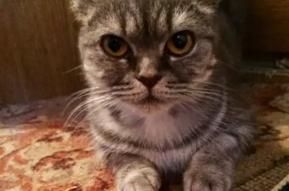 Найдена домашняя кошка в Нижней Туре