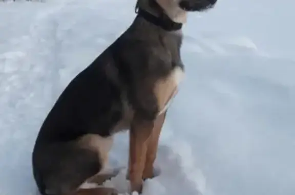 Пропала собака Герда в Гаджиево, Мурманская область