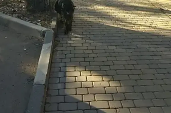 Найдена собака возле гор. больницы в Новороссийске
