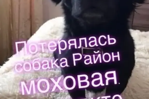 Пропала собака на Моховой, зовут Мартин. Камчатский край.