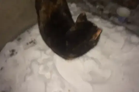 Потеряшка кошка в Магнитогорске